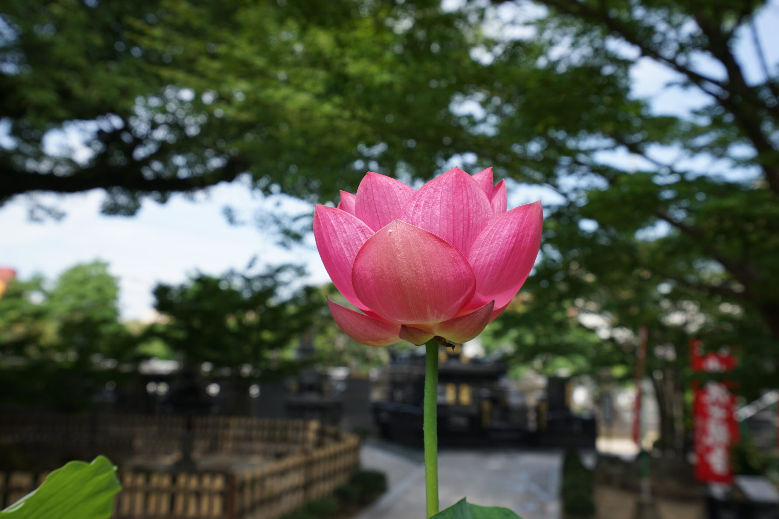 香花供佛，这22种“佛教花”您都知道吗？_财寿福报_大咒仙网站-佛法密咒真言陀罗尼实修网-大呪仙网站